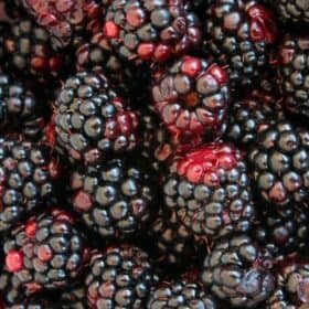 a bunch of fresh blackberries.