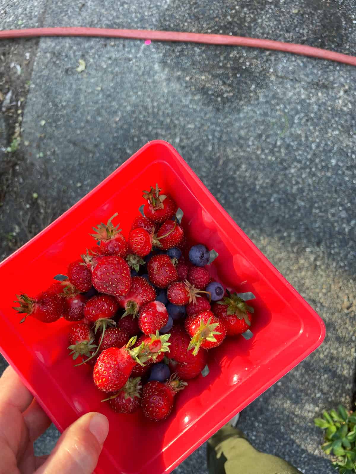 a red basket with strawberries, blueberries, and raspberries