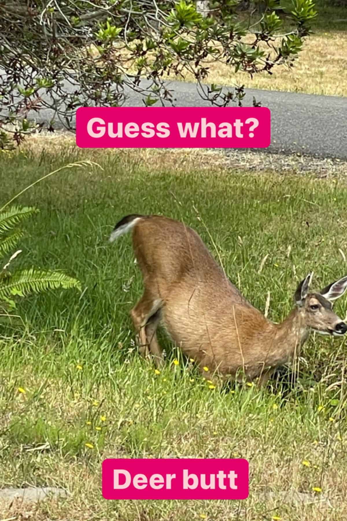 a deer in a ditch with its butt up.