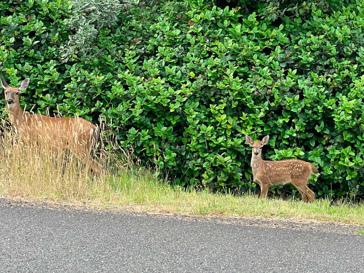 a mom and baby deer against some bushes.