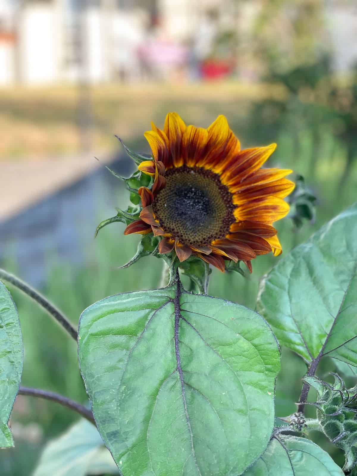 a yellow and orange sunflower.