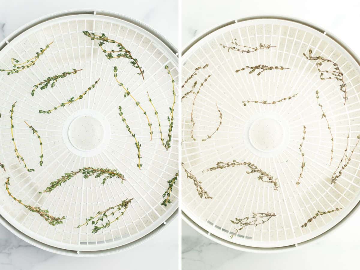 2 dehydrator trays showing the before and after process of dehydrating thyme.