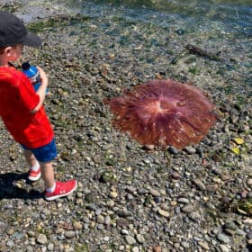 a kid on a rocky beach with a lionsmane jellyfish