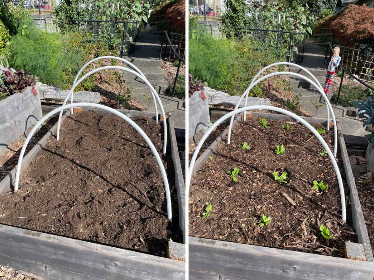 2 photos of a raised bed garden. One is bare and the second has lettuce starts.