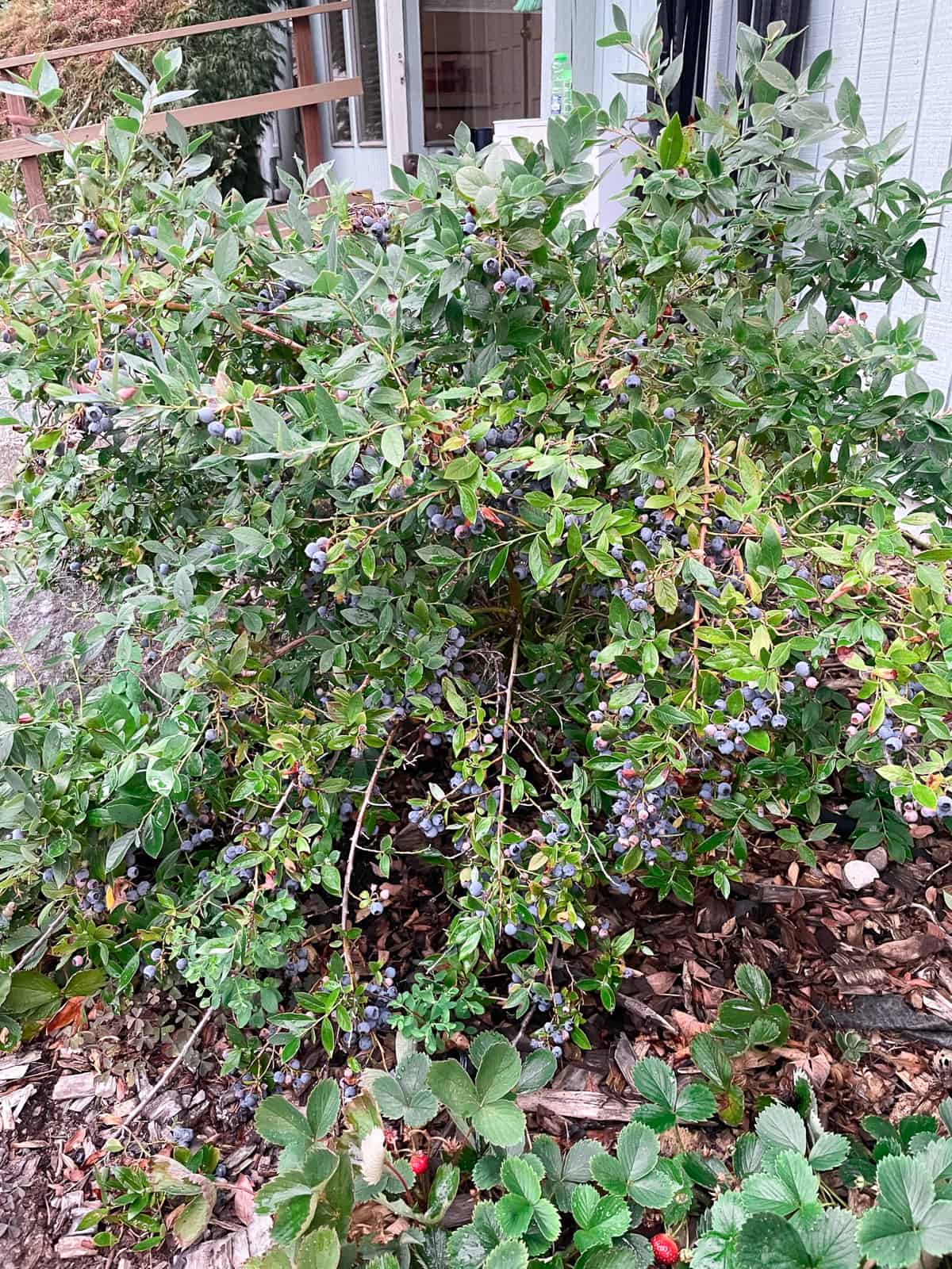 a large blueberry bush with blueberries on it.