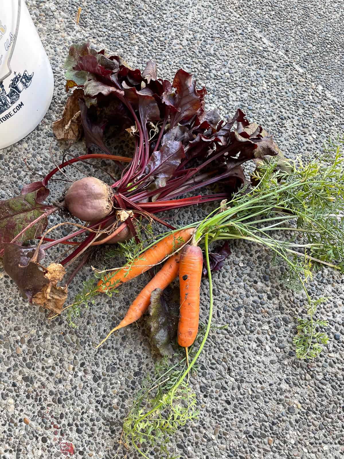 beets and carrots on a porch.