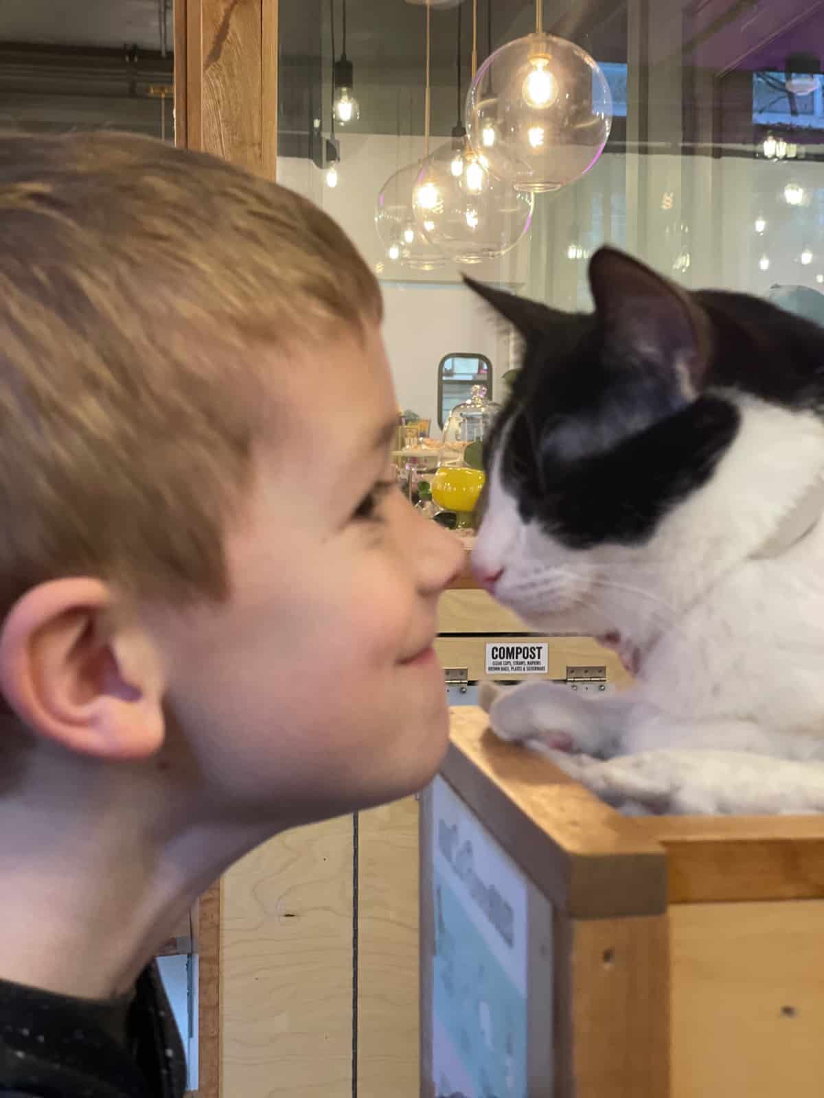 a boy nose to nose with a cat.