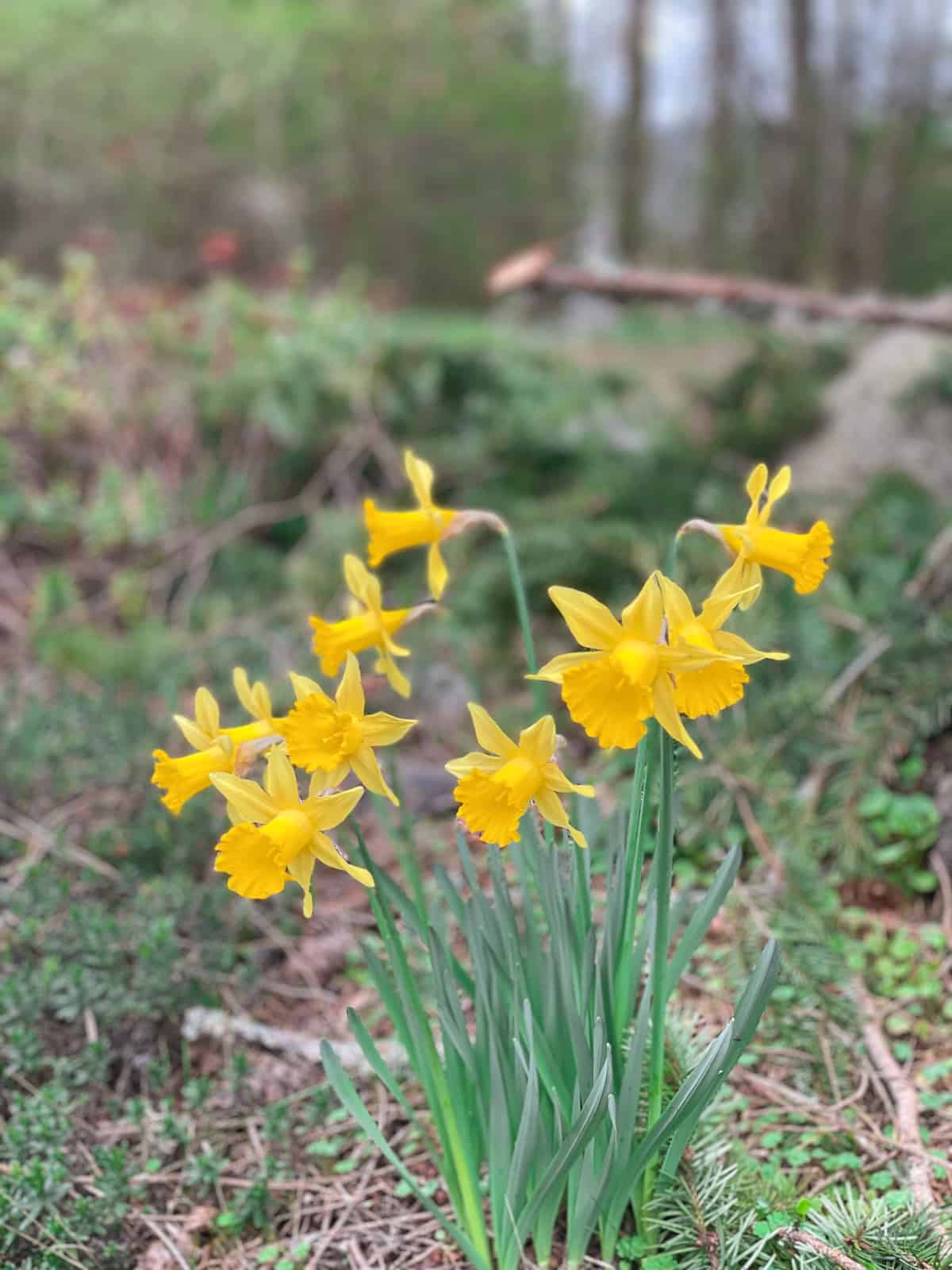daffodils amongst weeds.