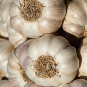 a bunch of whole heads of garlic.