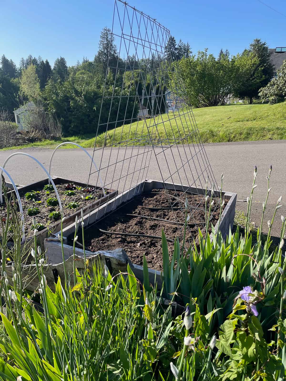 raised beds with a metal trellis.