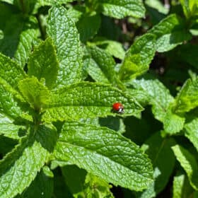 a ladybug on mint.
