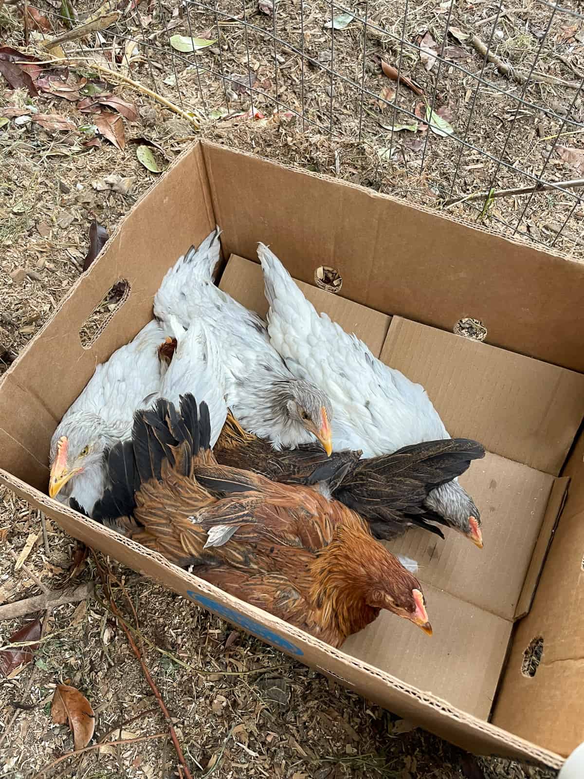 chickens in a cardboard box