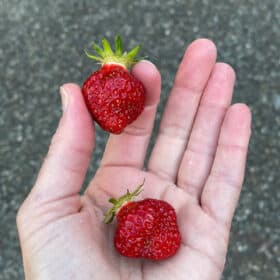 2 strawberries in a hand.