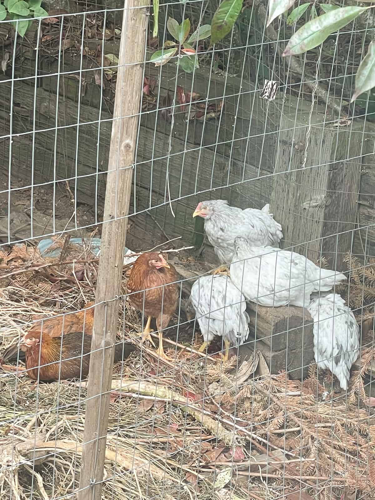 young chickens behind a fence.