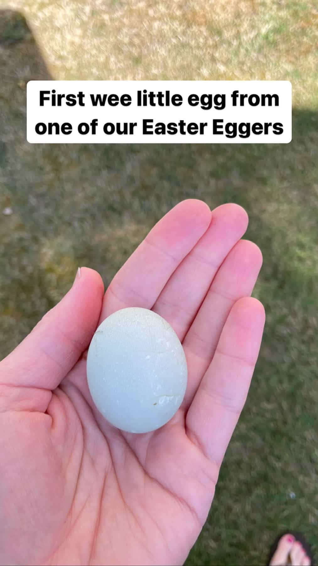 a hand holding a tiny blue chicken egg.
