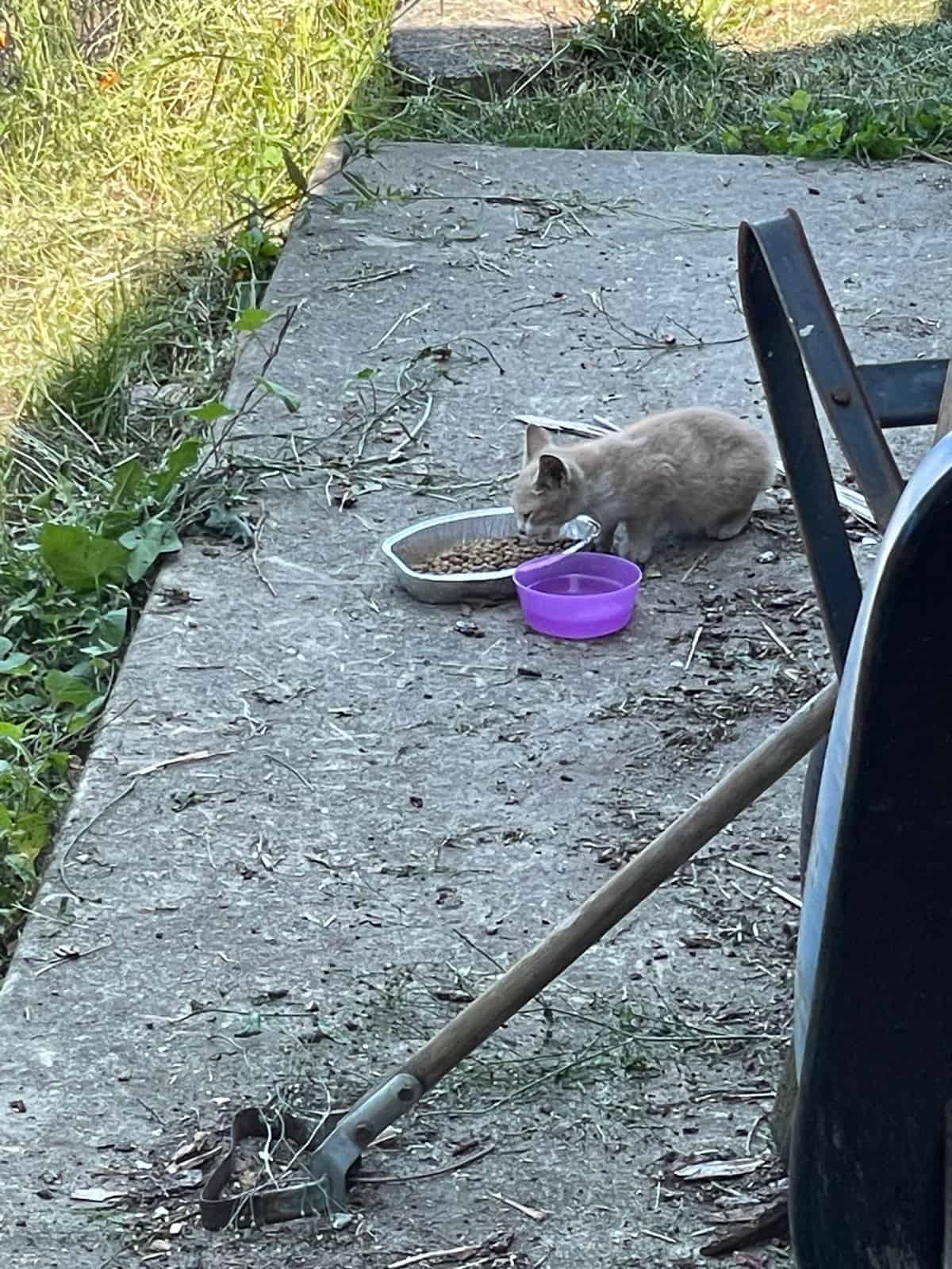 a kitten eating.