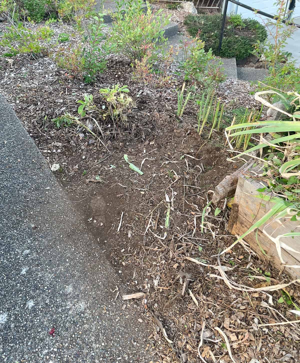 a garden bed with plants removed.